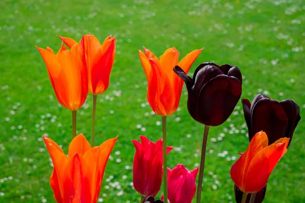 Tulipany Wielobarwny Rosnące Ogrodzie — Zdjęcie stockowe