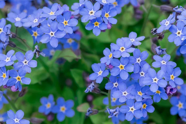 stock image Myosotis alpestris - beautiful small blue flowers - forget me no