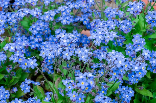 百里香 美丽的蓝色小花 忘了我吧 — 图库照片