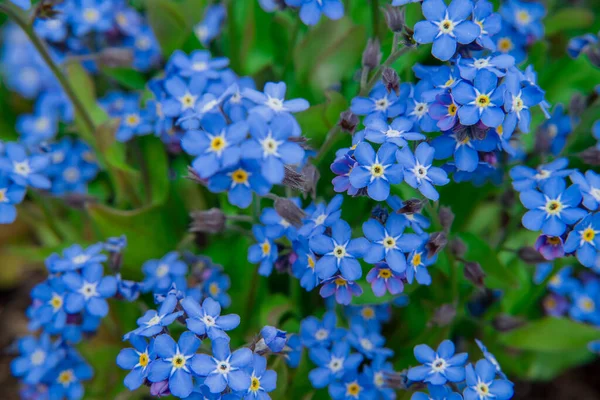 Myosotis alpestris - güzel küçük mavi çiçekler - unut beni