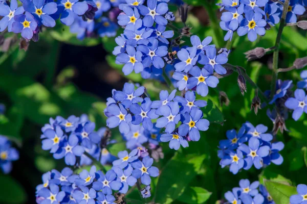 stock image Myosotis alpestris - beautiful small blue flowers - forget me no