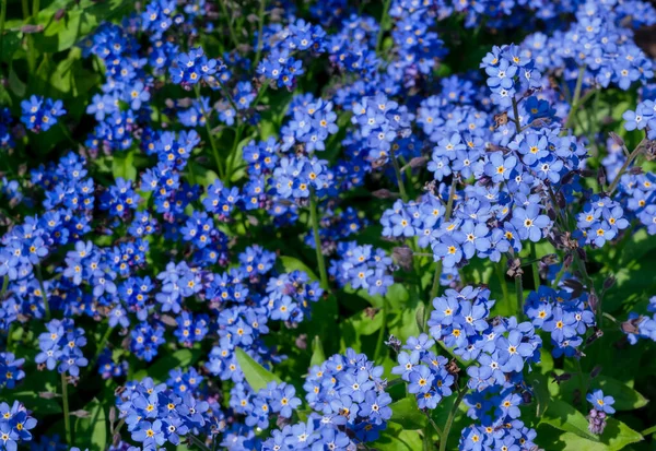 Myosotis Alpestris Piękne Małe Niebieskie Kwiaty Zapomnij Mnie Nie — Zdjęcie stockowe