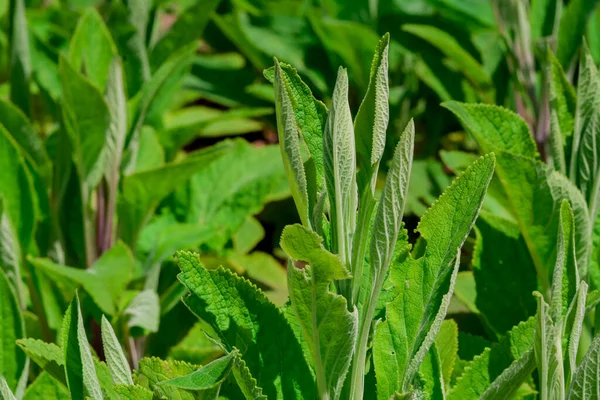 Nicotiana Tabacum Kultivierter Tabakanbau Garten England — Stockfoto