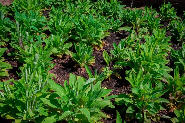 Nicotiana Tabacum Tabaco Cultivado Cultivado Jardín Inglaterra —  Fotos de Stock