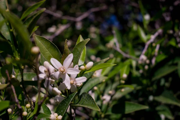 stock image Orange tree flower, known as azahar, on a sunlit branch