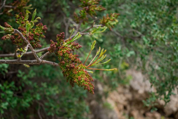 Foto Uma Planta Euforbia Plena Floração Durante Primavera — Fotografia de Stock
