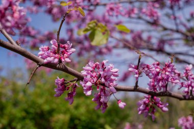 Pembe çiçekler Judas ağacı veya Cercis 