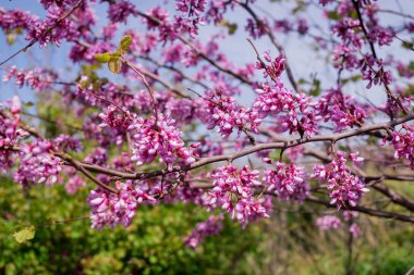 Pembe çiçekler Judas ağacı veya Cercis 