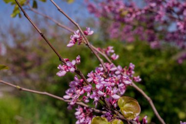 Pembe çiçekler Judas ağacı veya Cercis 