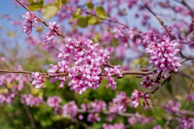 Pembe çiçekler Judas ağacı veya Cercis 