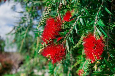 Okaliptüs 'ün pembe çiçekleri..
