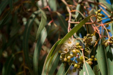 Okaliptüs 'ün pembe çiçekleri..