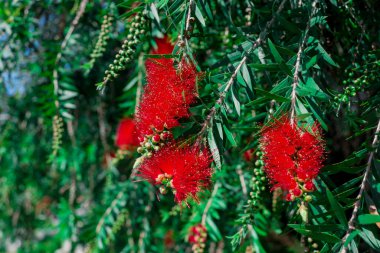 Okaliptüs 'ün pembe çiçekleri..