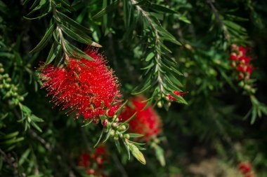 Okaliptüs 'ün pembe çiçekleri..
