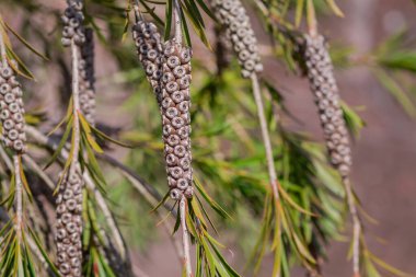 Okaliptüs 'ün pembe çiçekleri..
