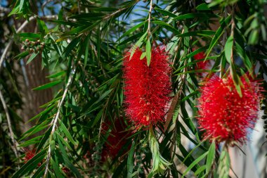 Okaliptüs 'ün pembe çiçekleri..