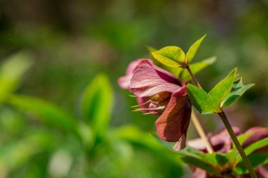 Pembe Hellebore (Helleborus niger) veya Noel Gülü çiçekleri 