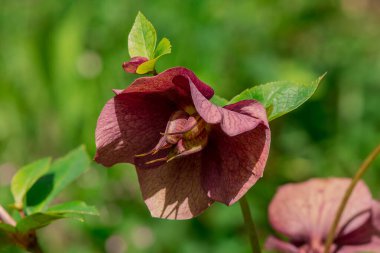 Pembe Hellebore (Helleborus niger) veya Noel Gülü çiçekleri 