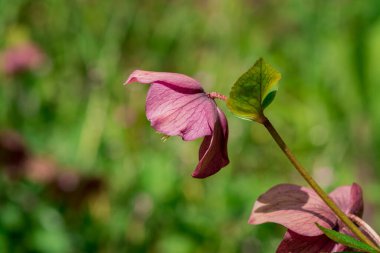 Pembe Hellebore (Helleborus niger) veya Noel Gülü çiçekleri 