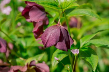 Pembe Hellebore (Helleborus niger) veya Noel Gülü çiçekleri 