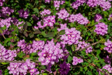 Pink small lanthanum flowers on green leaves