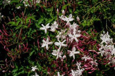 Pink small lanthanum flowers on green leaves