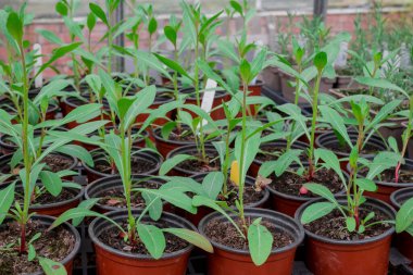 Bitki yetiştirme yurdunda fidanlar yetişiyor. 