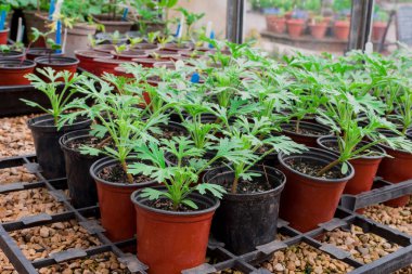 Bitki yetiştirme yurdunda fidanlar yetişiyor. 