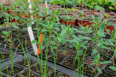 Bitki yetiştirme yurdunda fidanlar yetişiyor. 