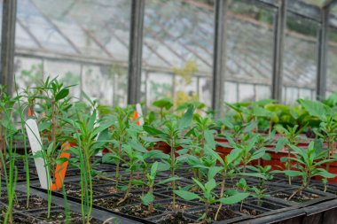 Bitki yetiştirme yurdunda fidanlar yetişiyor. 