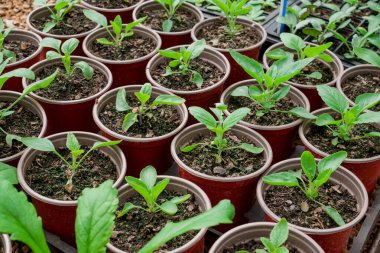 Bitki yetiştirme yurdunda fidanlar yetişiyor. 
