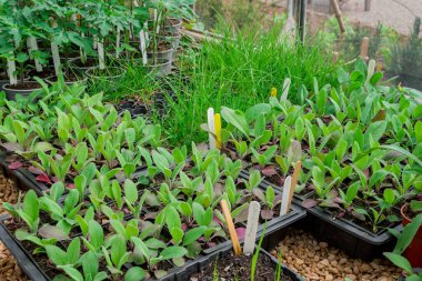 Bitki yetiştirme yurdunda fidanlar yetişiyor. 