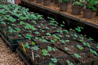 Bitki yetiştirme yurdunda fidanlar yetişiyor. 