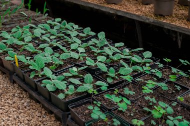 Bitki yetiştirme yurdunda fidanlar yetişiyor. 