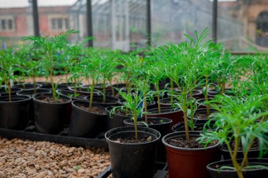 Bitki yetiştirme yurdunda fidanlar yetişiyor. 