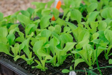 Bitki yetiştirme yurdunda fidanlar yetişiyor. 