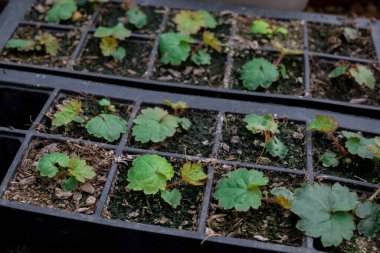 Bitki yetiştirme yurdunda fidanlar yetişiyor. 