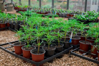 Bitki yetiştirme yurdunda fidanlar yetişiyor. 
