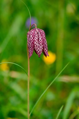 Bahar uyanışı. Yılanın kafası saçaklı çiçeklerle doludur.