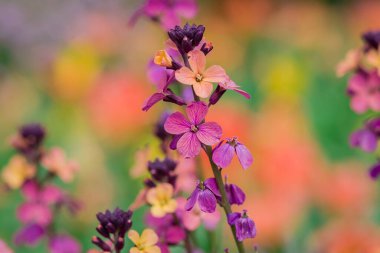 Erysimum Cheiri Cheiranth 'ın parlak renkli bahar çiçekleri