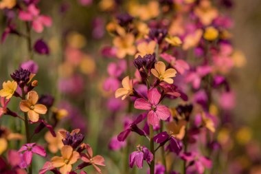 Erysimum Cheiri Cheiranth 'ın parlak renkli bahar çiçekleri