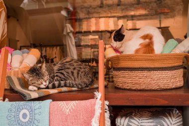 Türkiye 'de dükkanda oturan Türk kedisi 