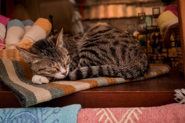 Türkiye 'de dükkanda oturan Türk kedisi 