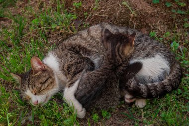 Türkiye 'de dükkanda oturan Türk kedisi 