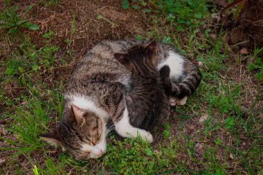 Türkiye 'de dükkanda oturan Türk kedisi 