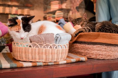 Türkiye 'de dükkanda oturan Türk kedisi