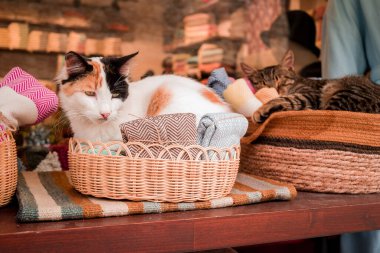 Türkiye 'de dükkanda oturan Türk kedisi