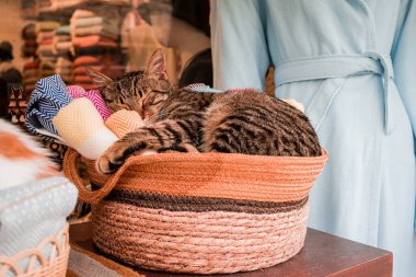 Türkiye 'de dükkanda oturan Türk kedisi