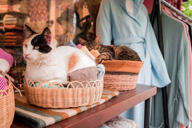 Türkiye 'de dükkanda oturan Türk kedisi