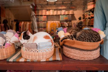 Türkiye 'de dükkanda oturan Türk kedisi